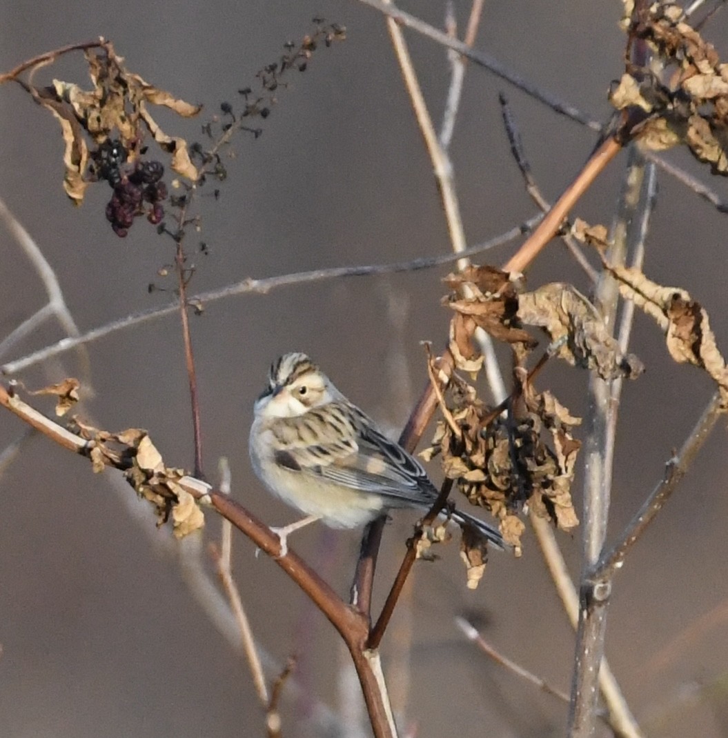 Clay-colored Sparrow - ML627265718