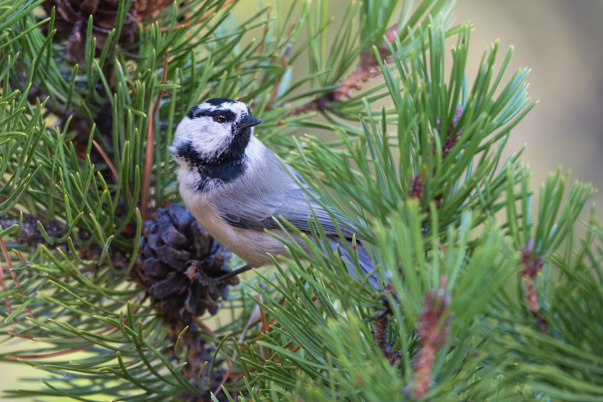 Mountain Chickadee - ML627265768