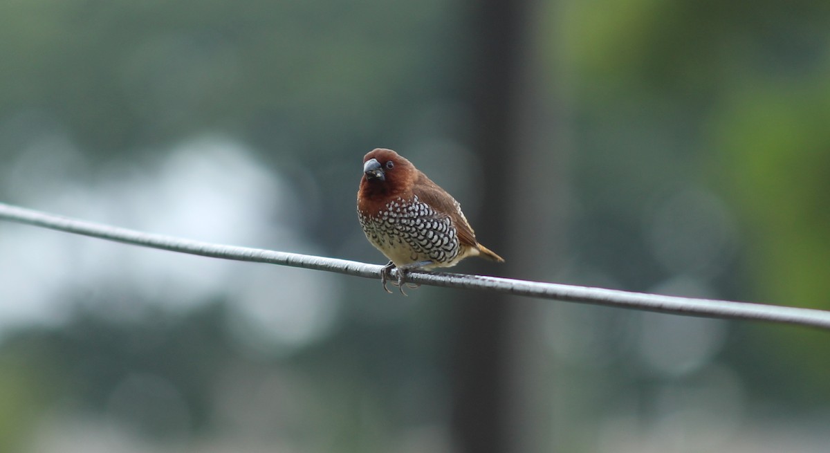 Scaly-breasted Munia - ML62726581