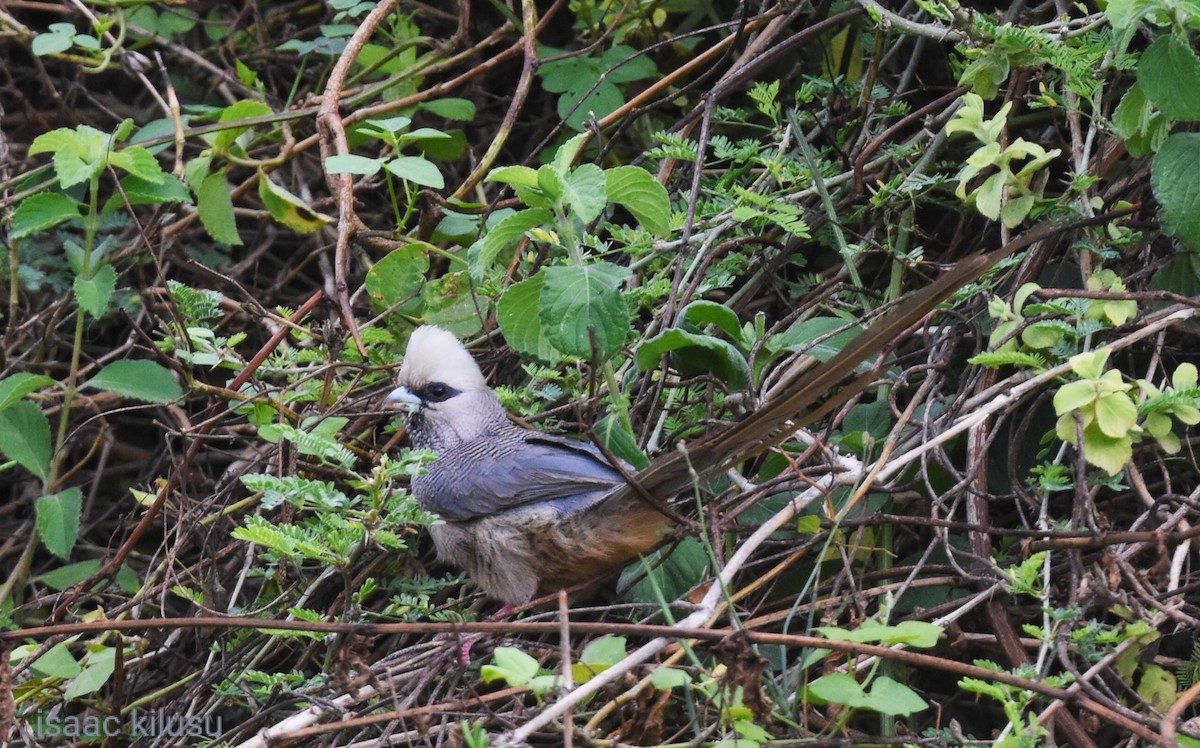 White-headed Mousebird - ML627266777