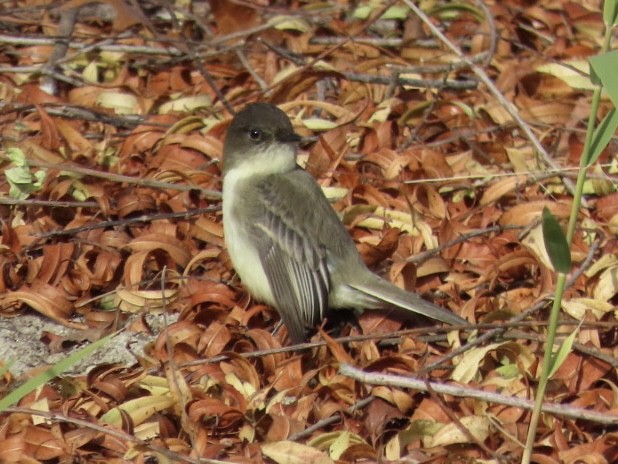 Eastern Phoebe - ML627266925