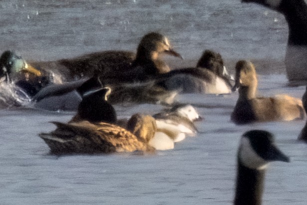 Long-tailed Duck - ML627266987