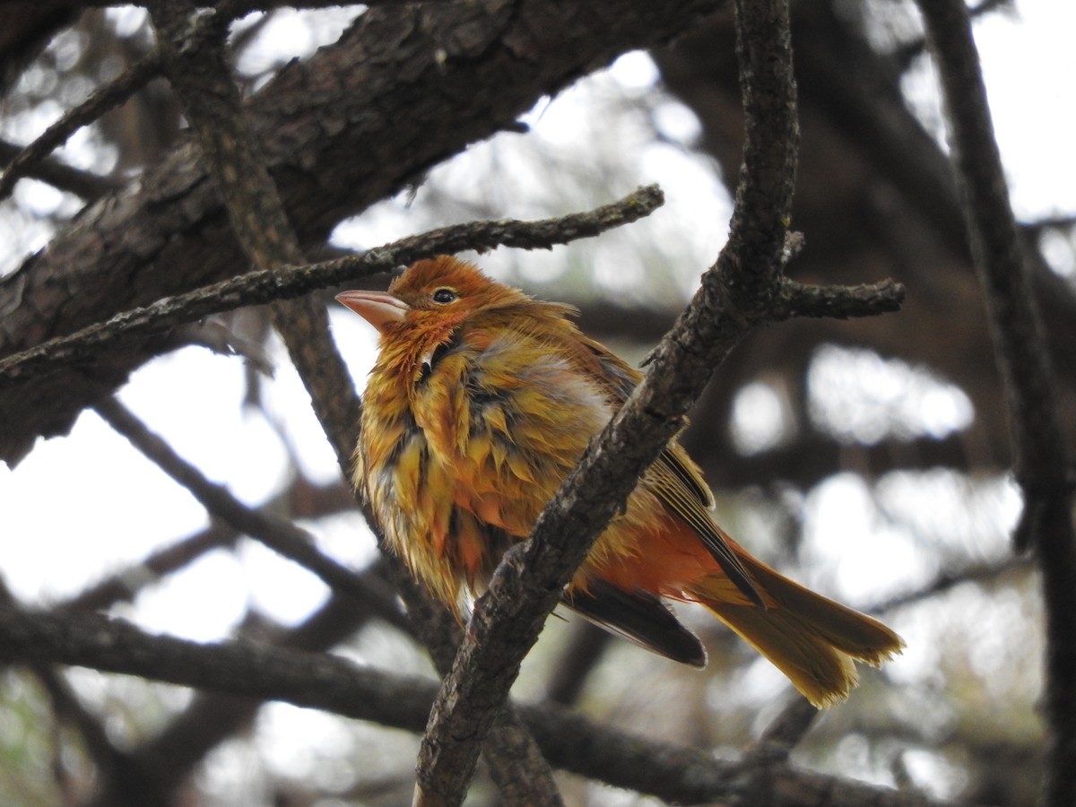 Summer Tanager - ML627267117
