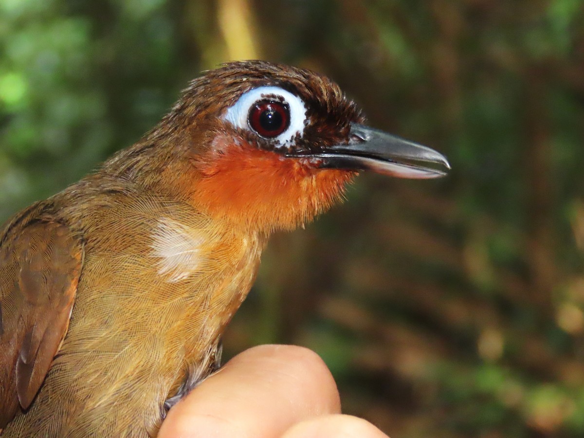 Rufous-throated Antbird - ML627267169