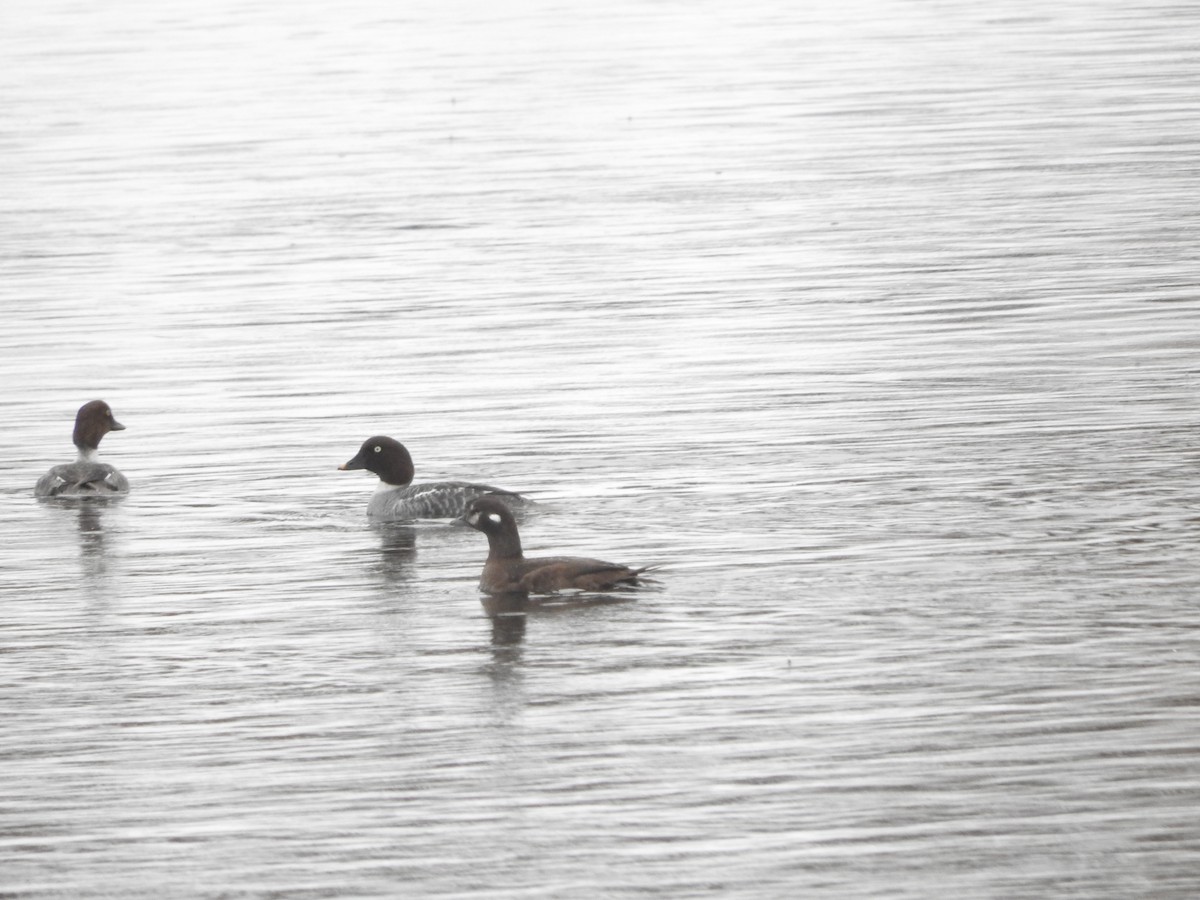 Harlequin Duck - ML627267177