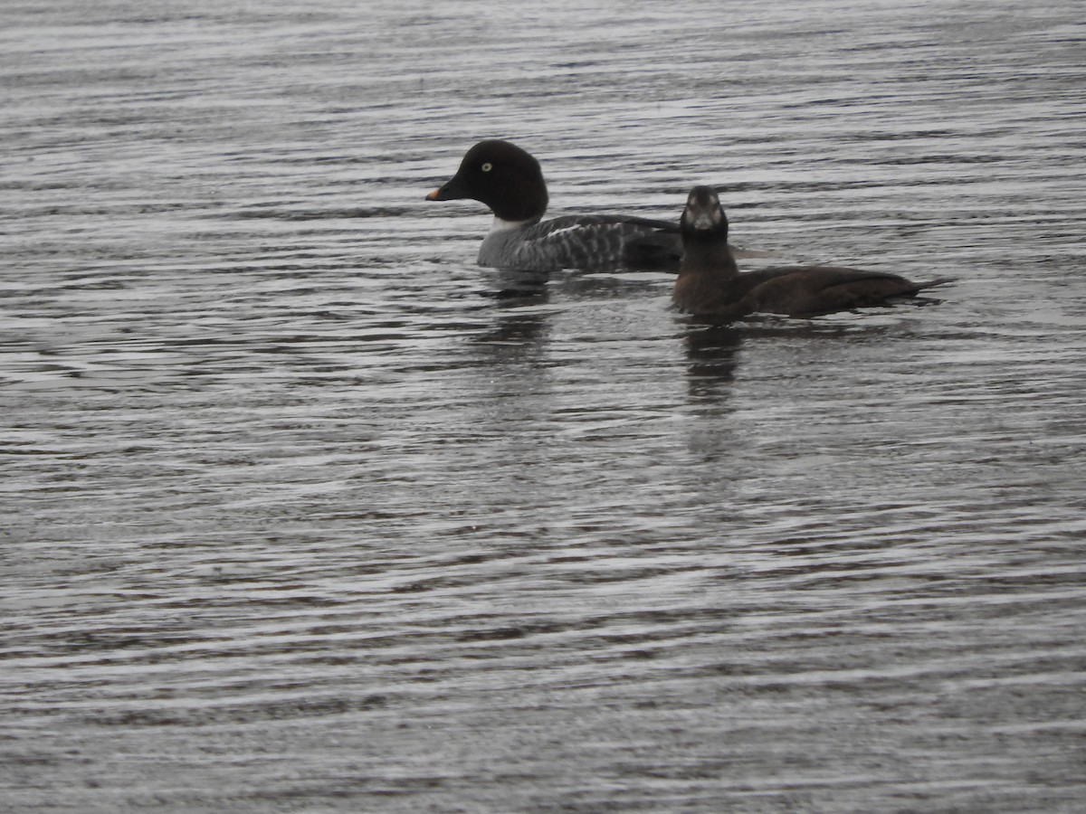 Harlequin Duck - ML627267178