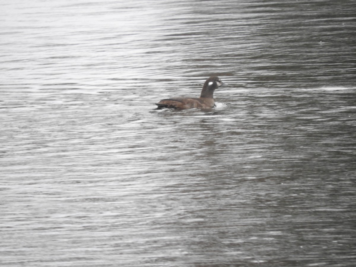 Harlequin Duck - ML627267179