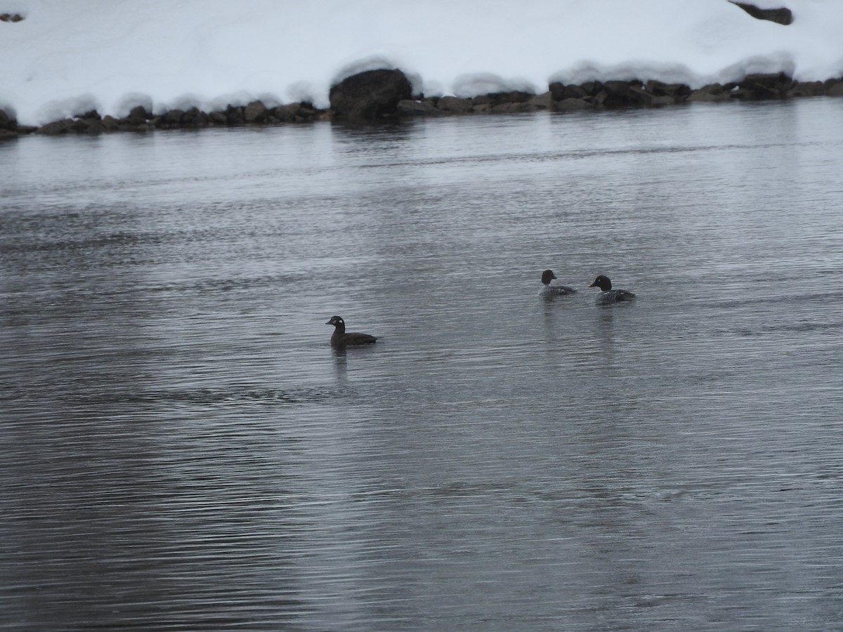Harlequin Duck - ML627267180