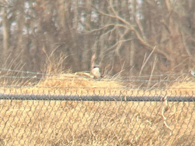 Loggerhead Shrike - ML627267228