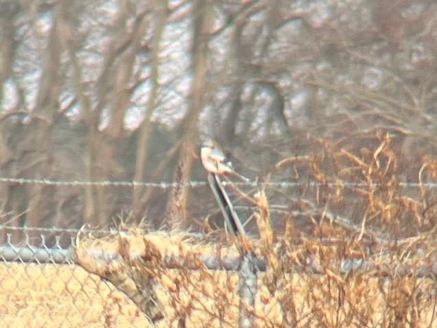 Loggerhead Shrike - ML627267229