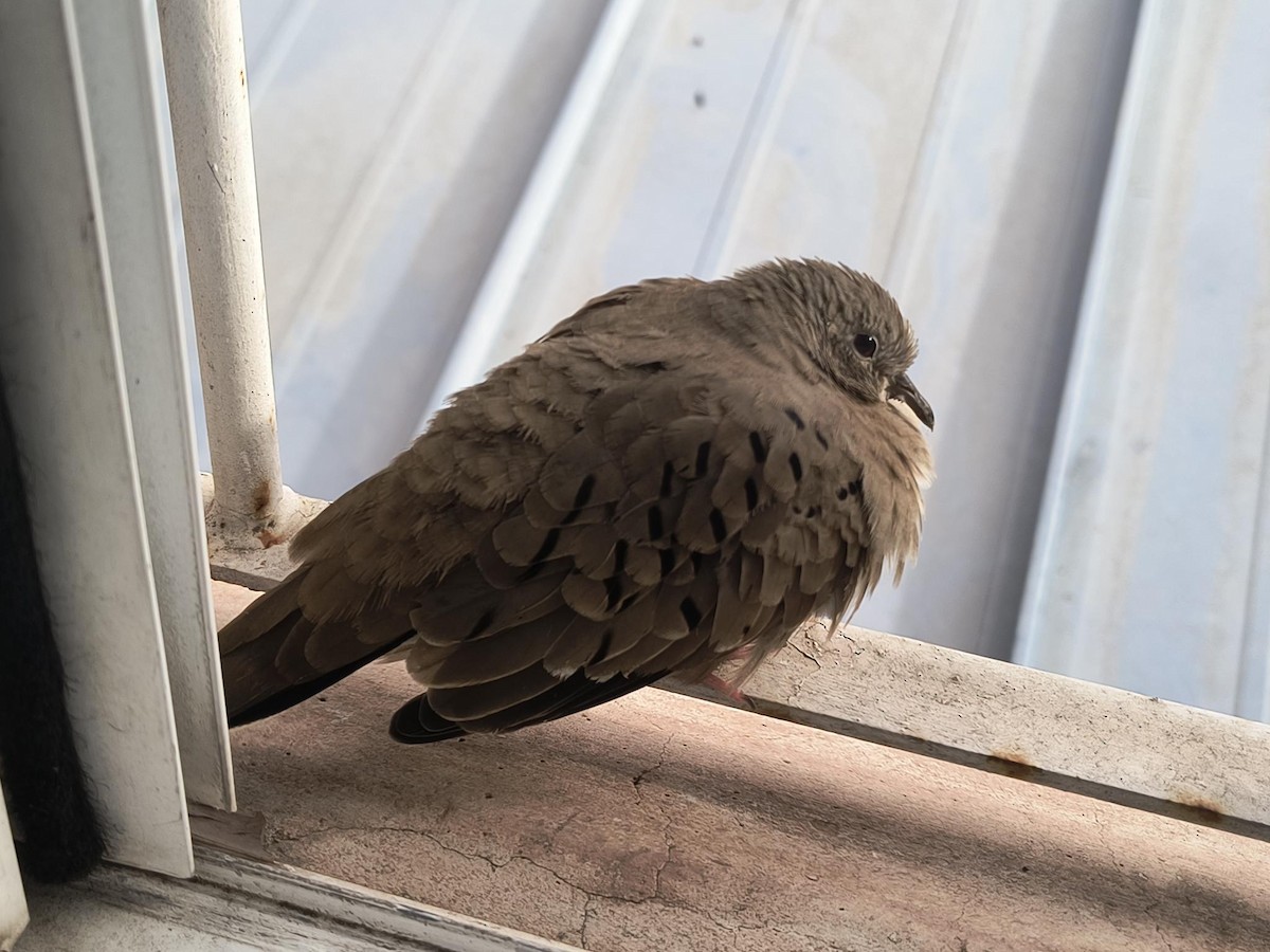 Common Ground Dove - ML627267292