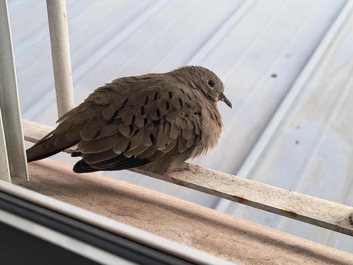 Common Ground Dove - ML627267293