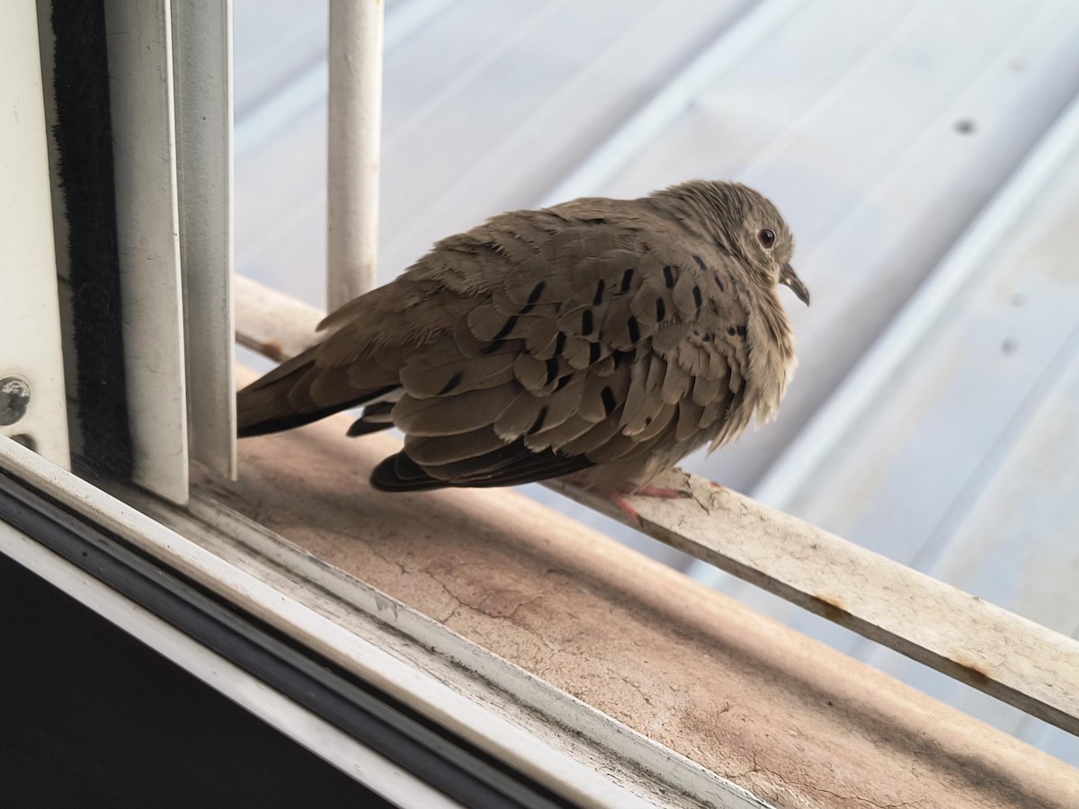 Common Ground Dove - ML627267294