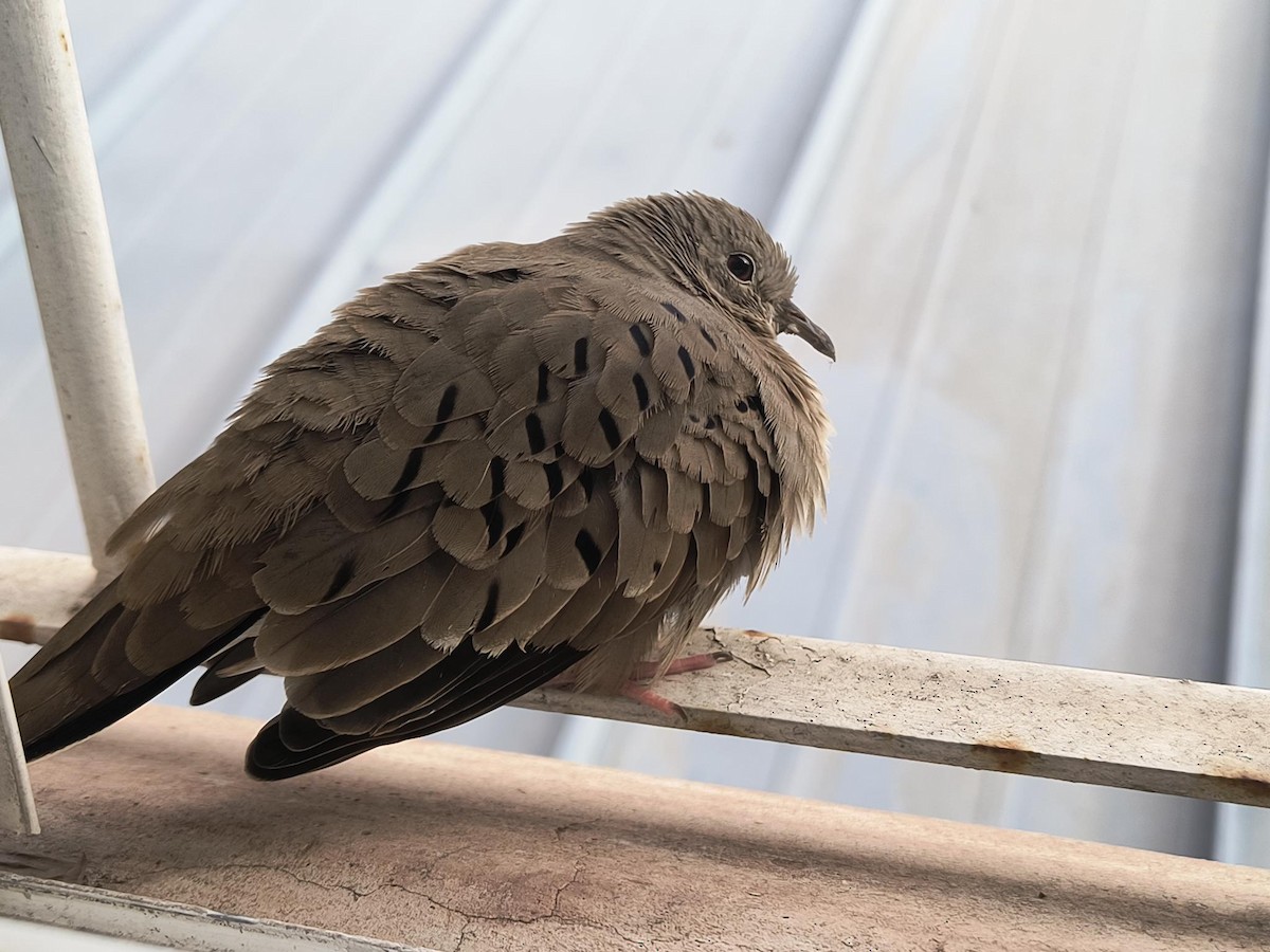 Common Ground Dove - ML627267295