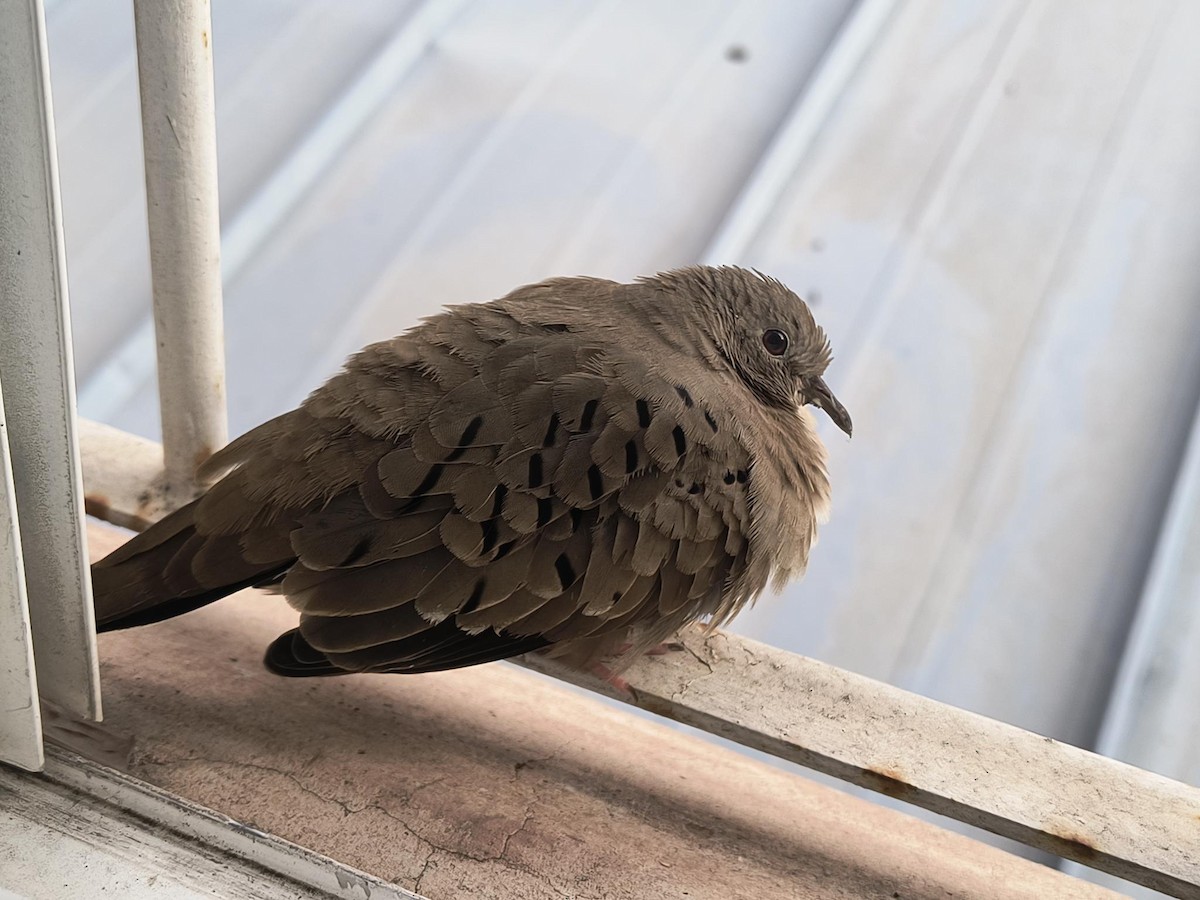 Common Ground Dove - ML627267296