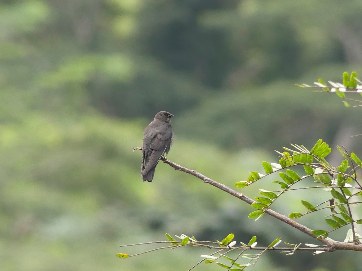 Square-tailed Sawwing - Bob Andrews