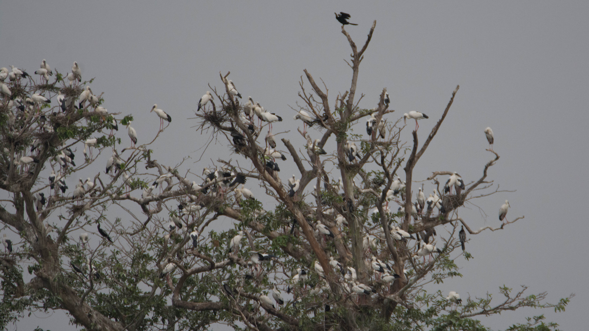 Oriental Darter - ML627267452