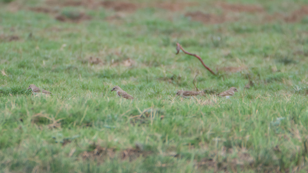 Yellow-throated Sparrow - ML627267610