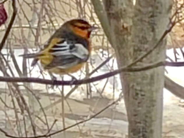 Bullock's Oriole - ML627267645