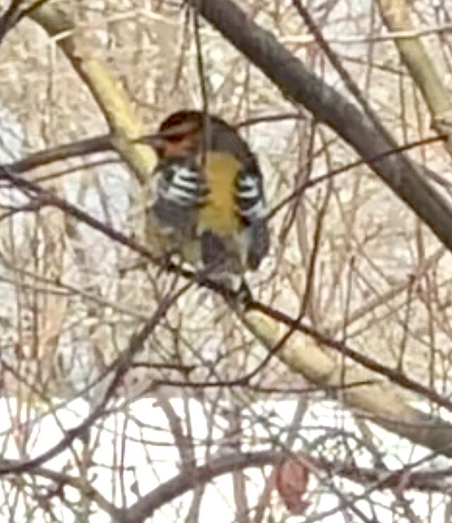 Bullock's Oriole - ML627267646