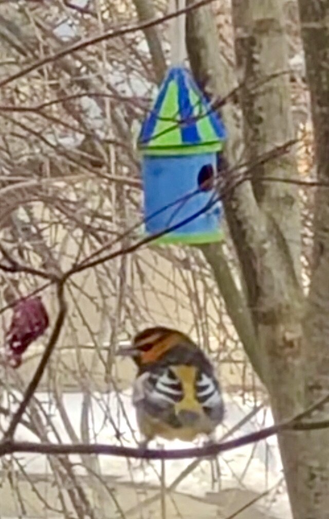 Bullock's Oriole - ML627267647