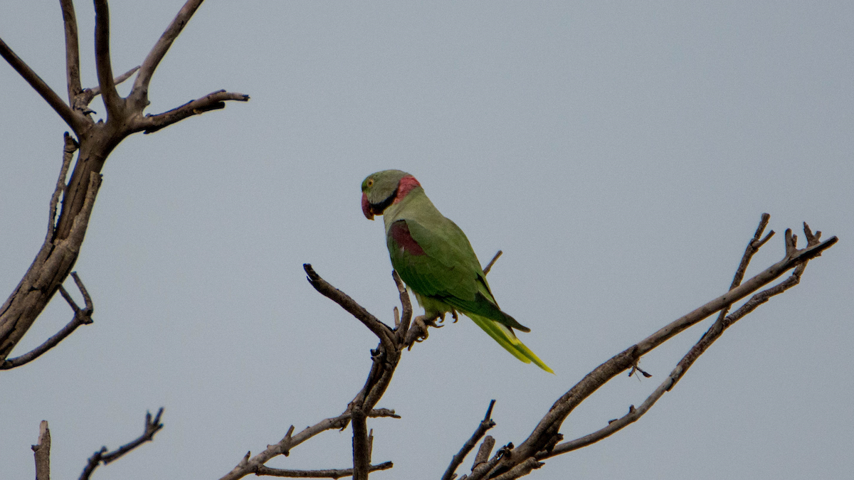 Alexandrine Parakeet - ML627267655
