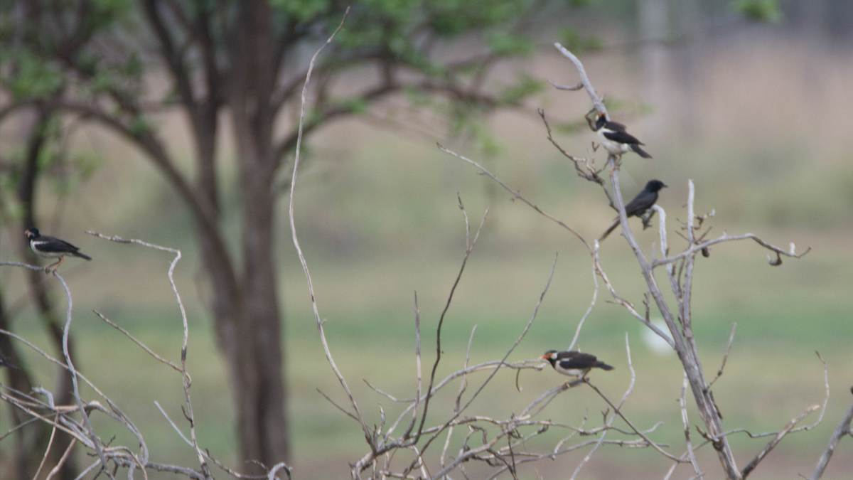 Indian Pied Starling - ML627267684