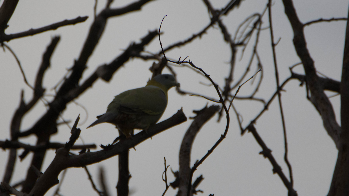Yellow-footed Green-Pigeon - ML627267708