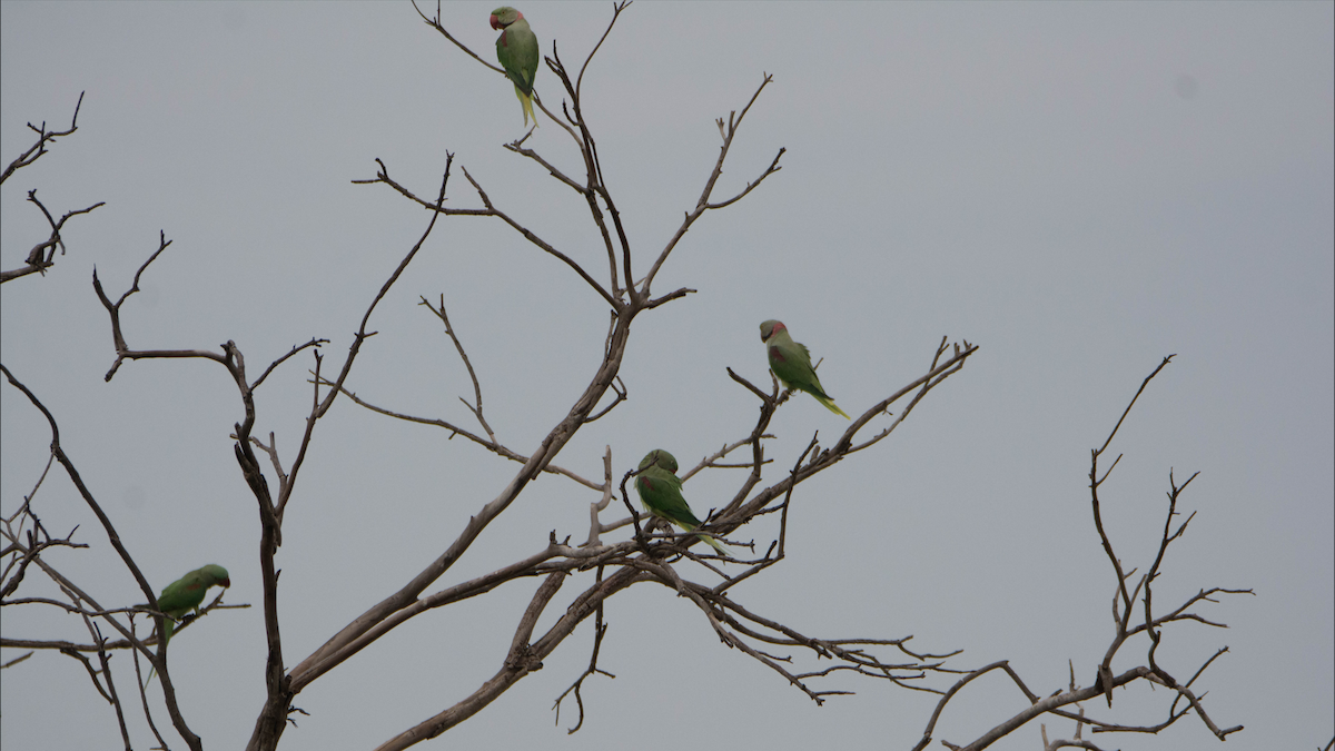 Alexandrine Parakeet - ML627267760