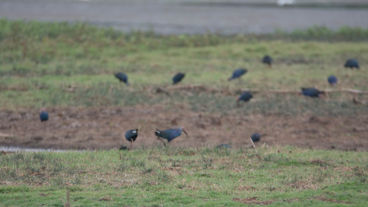 Gray-headed Swamphen - ML627267803