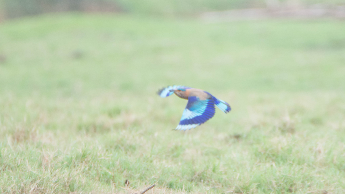 Indian Roller - ML627267856