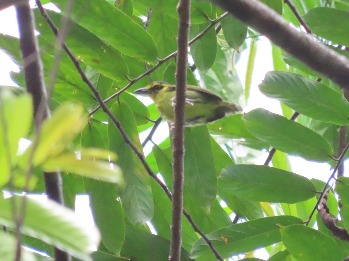 Slaty-capped Shrike-Vireo (Slaty-capped) - ML627267867