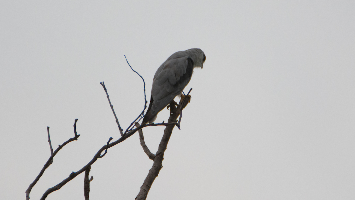 Black-winged Kite - ML627267868