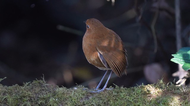 Equatorial Antpitta - ML627267927