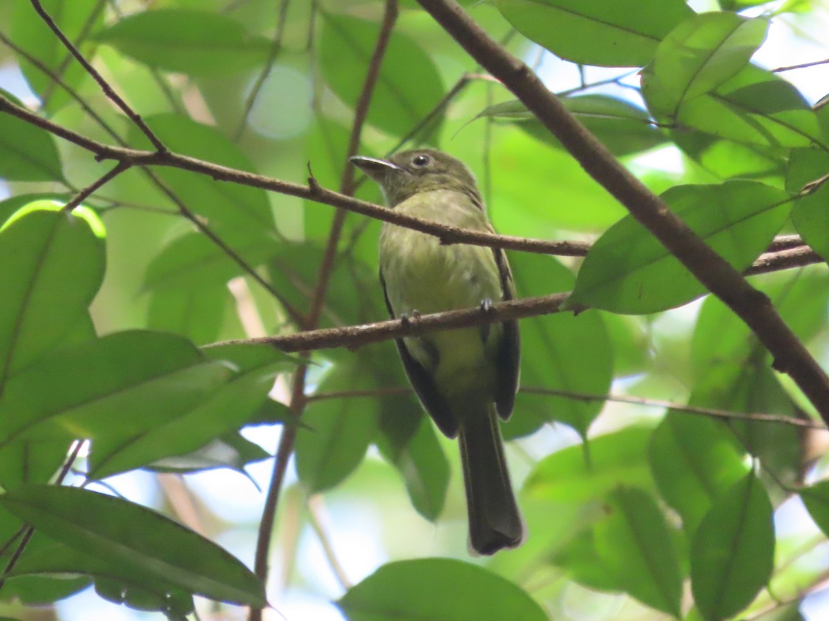 Eastern Olivaceous Flatbill (Guianan) - ML627267943