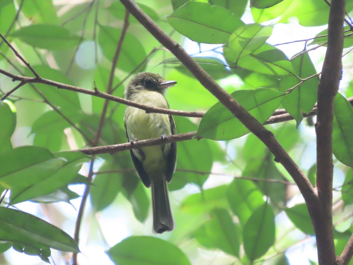 Eastern Olivaceous Flatbill (Guianan) - ML627267944
