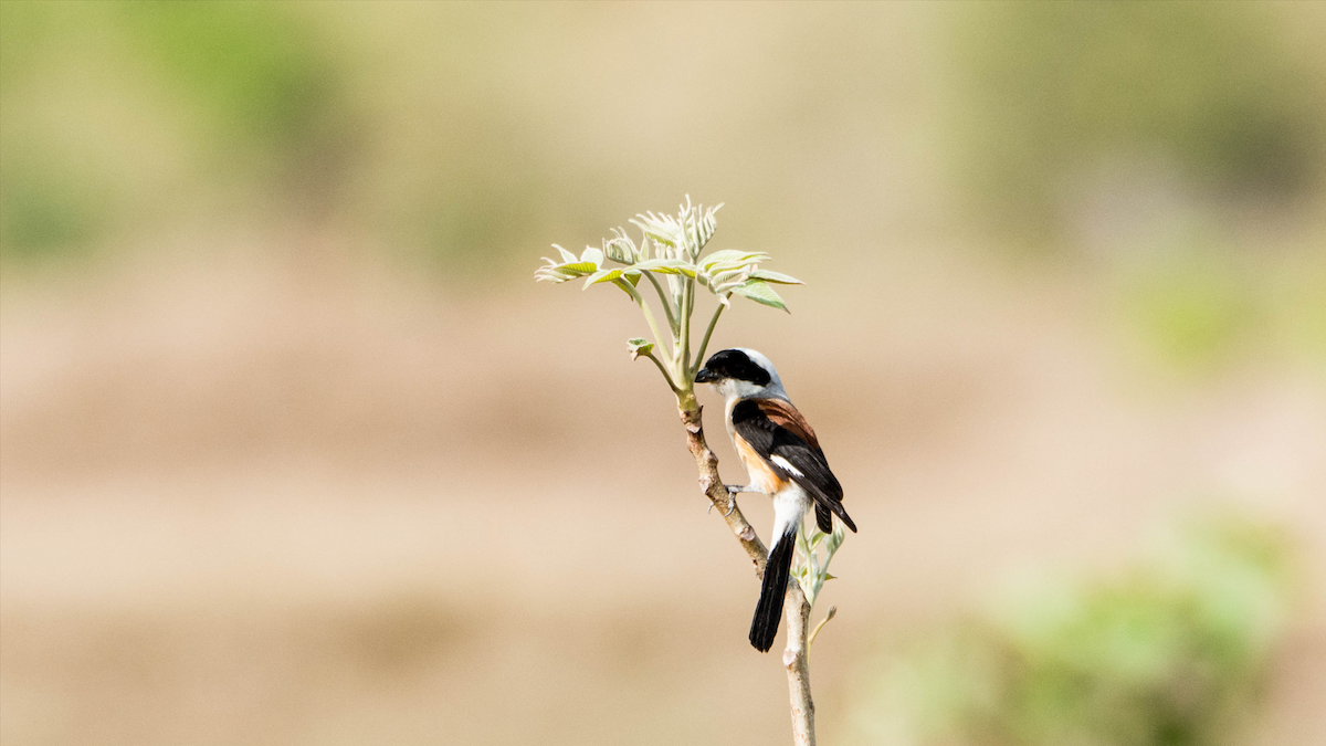 Bay-backed Shrike - ML627267976