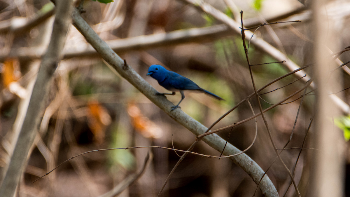 Black-naped Monarch - ML627268132