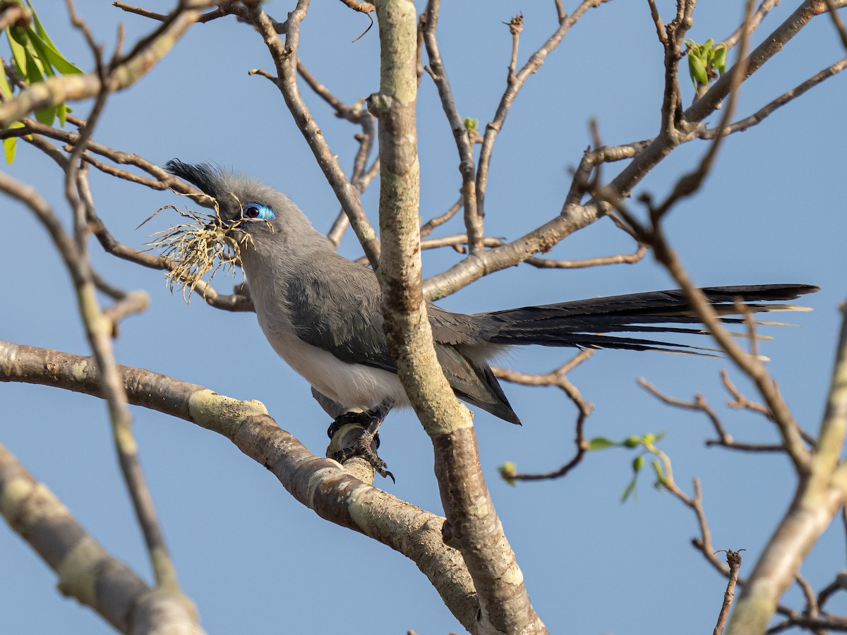 Verreaux's Coua - ML627268162