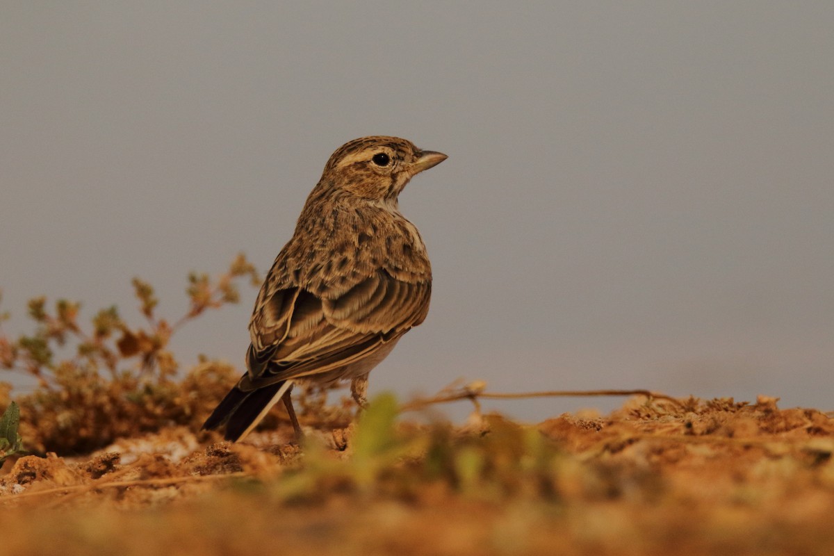 Mediterranean Short-toed Lark - ML627268165