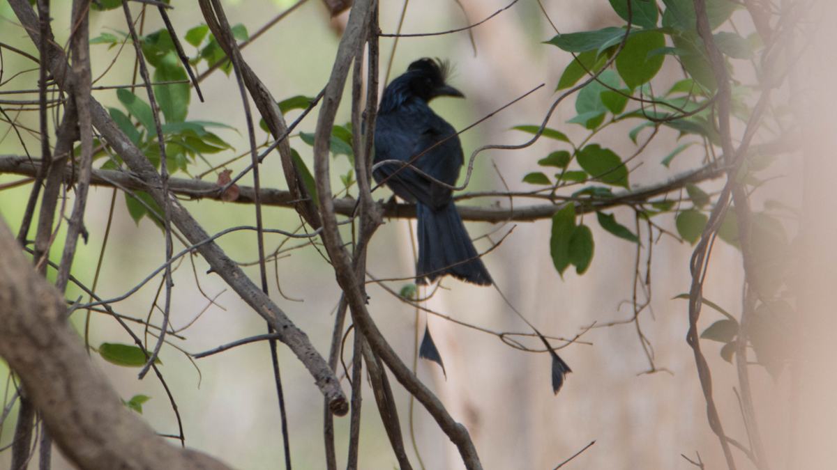 Greater Racket-tailed Drongo - ML627268173