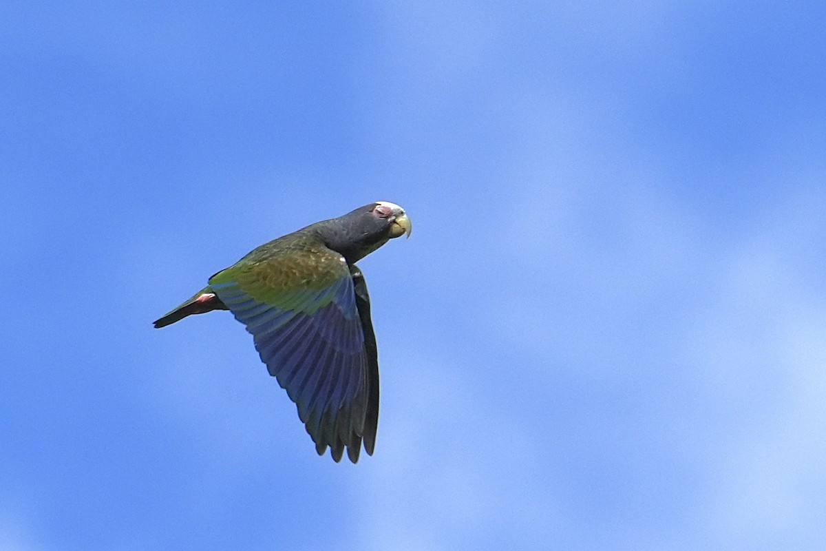 Loro Senil - ML627268195
