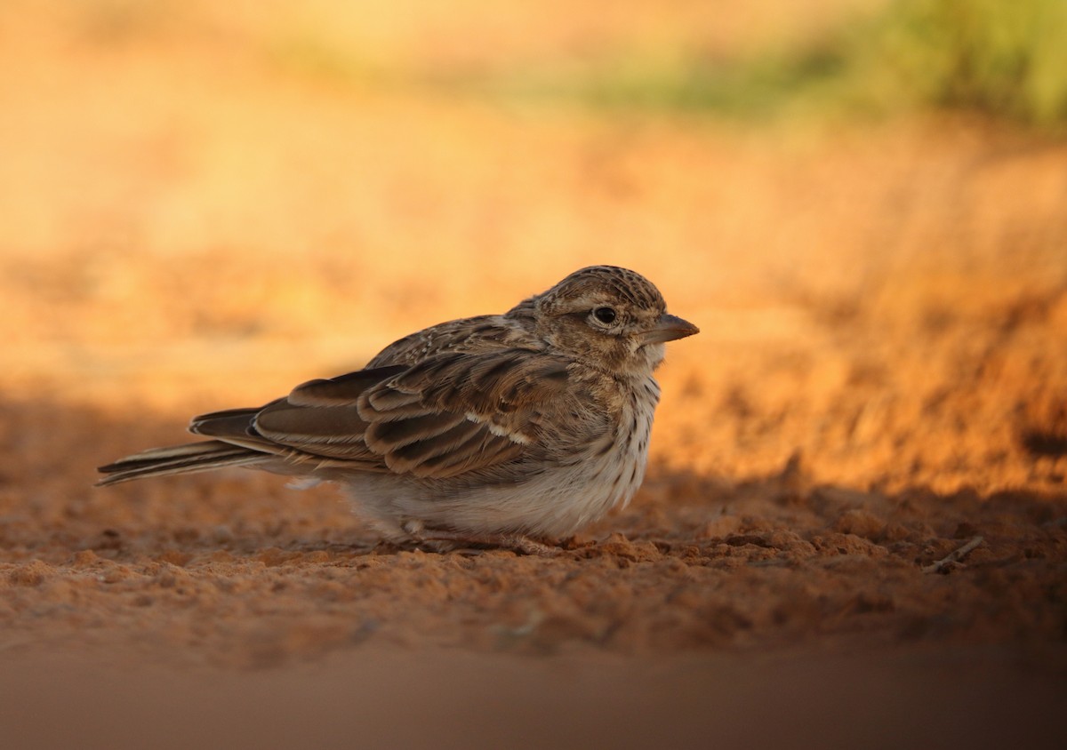 Mediterranean Short-toed Lark - ML627268207