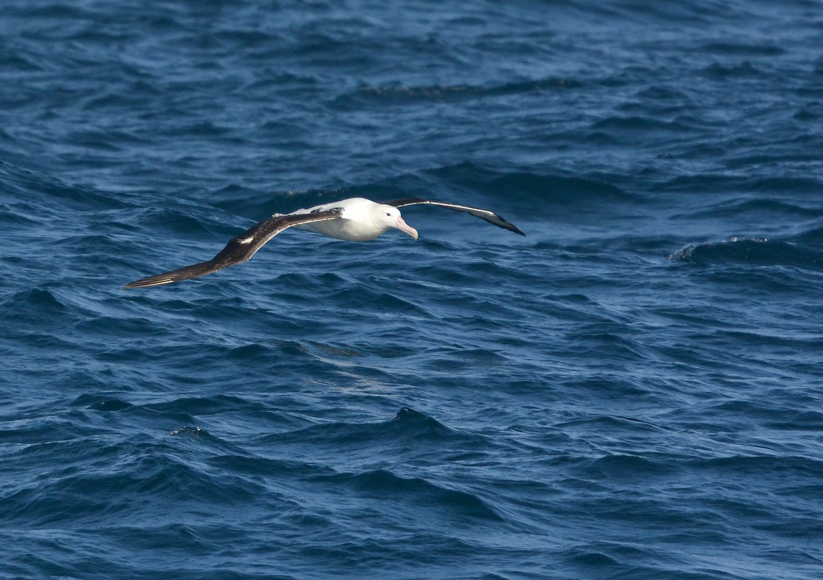 Southern Royal Albatross - ML627268222