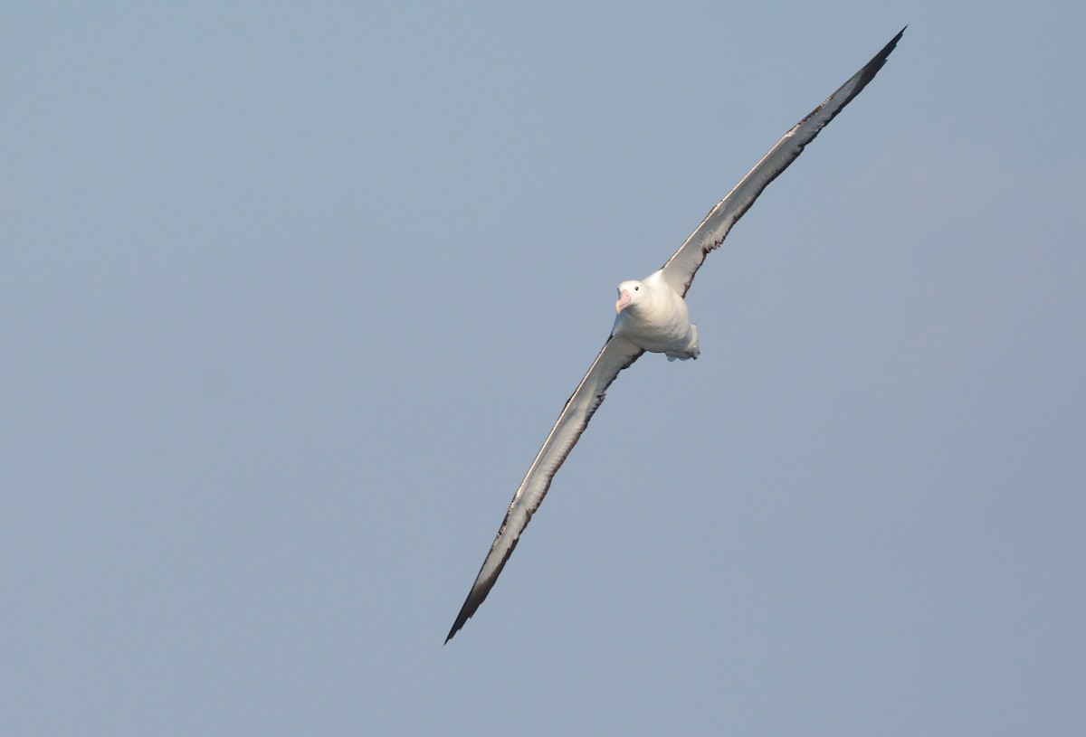 Southern Royal Albatross - ML627268223