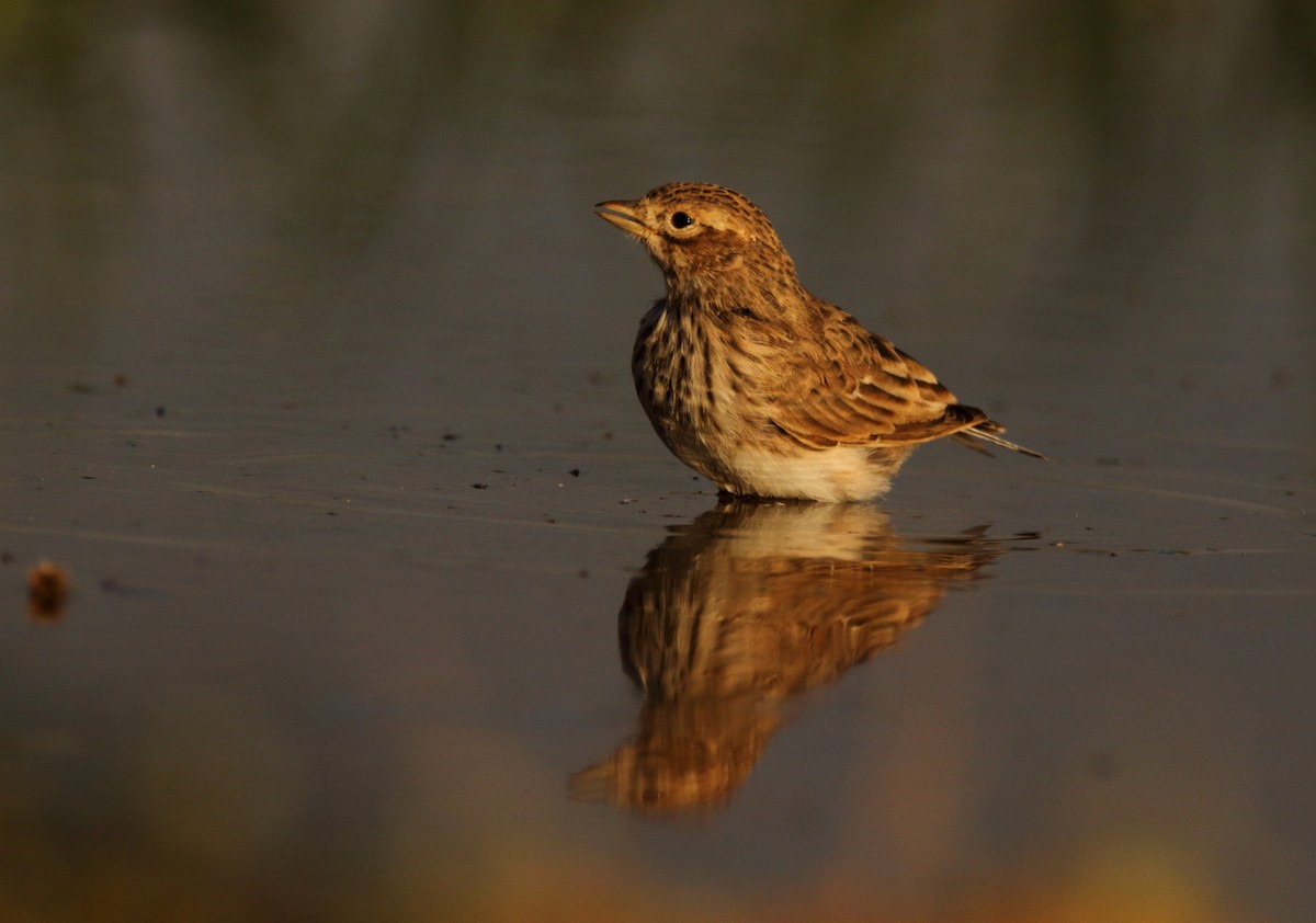 Mediterranean Short-toed Lark - ML627268265