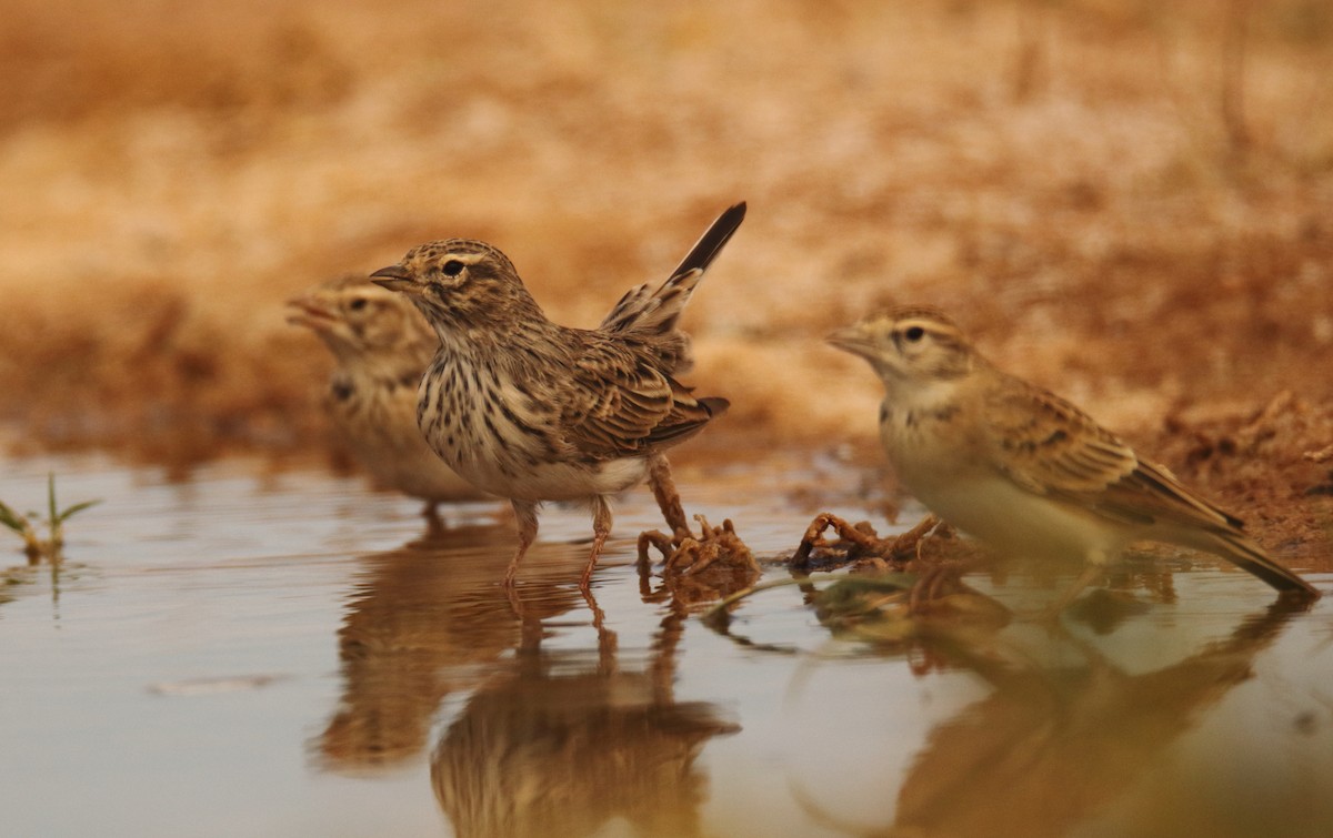 Mediterranean Short-toed Lark - ML627268280