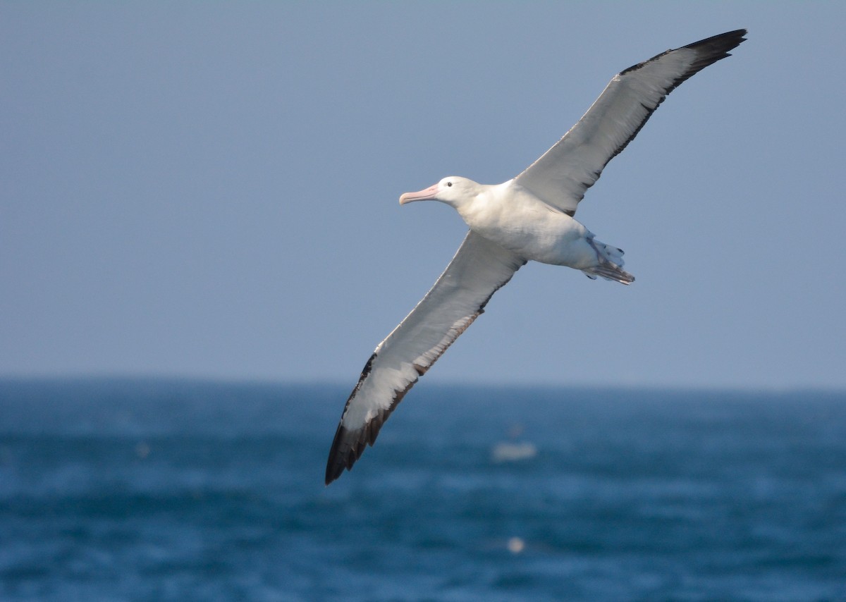 Northern Royal Albatross - ML627268333