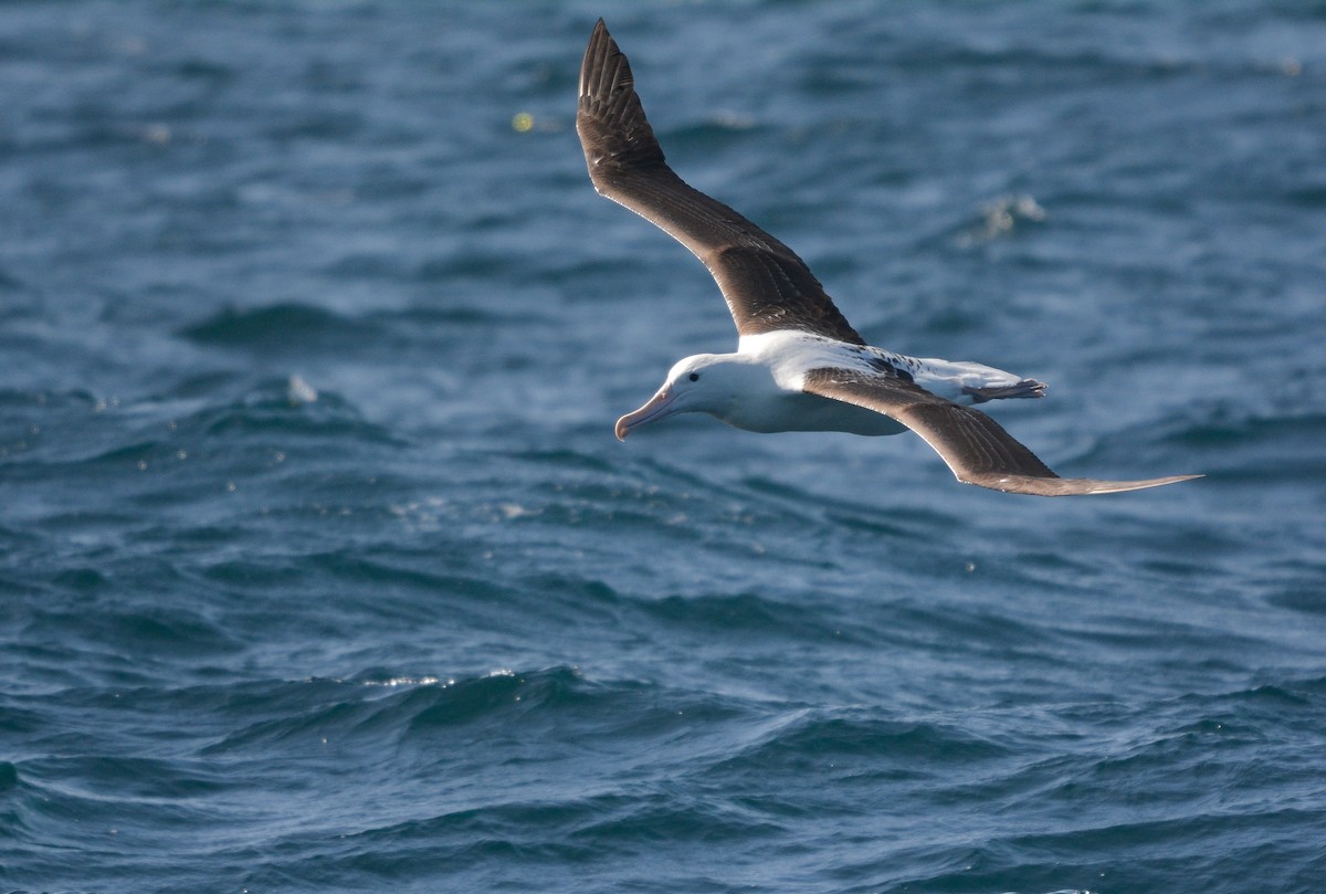 Northern Royal Albatross - ML627268334