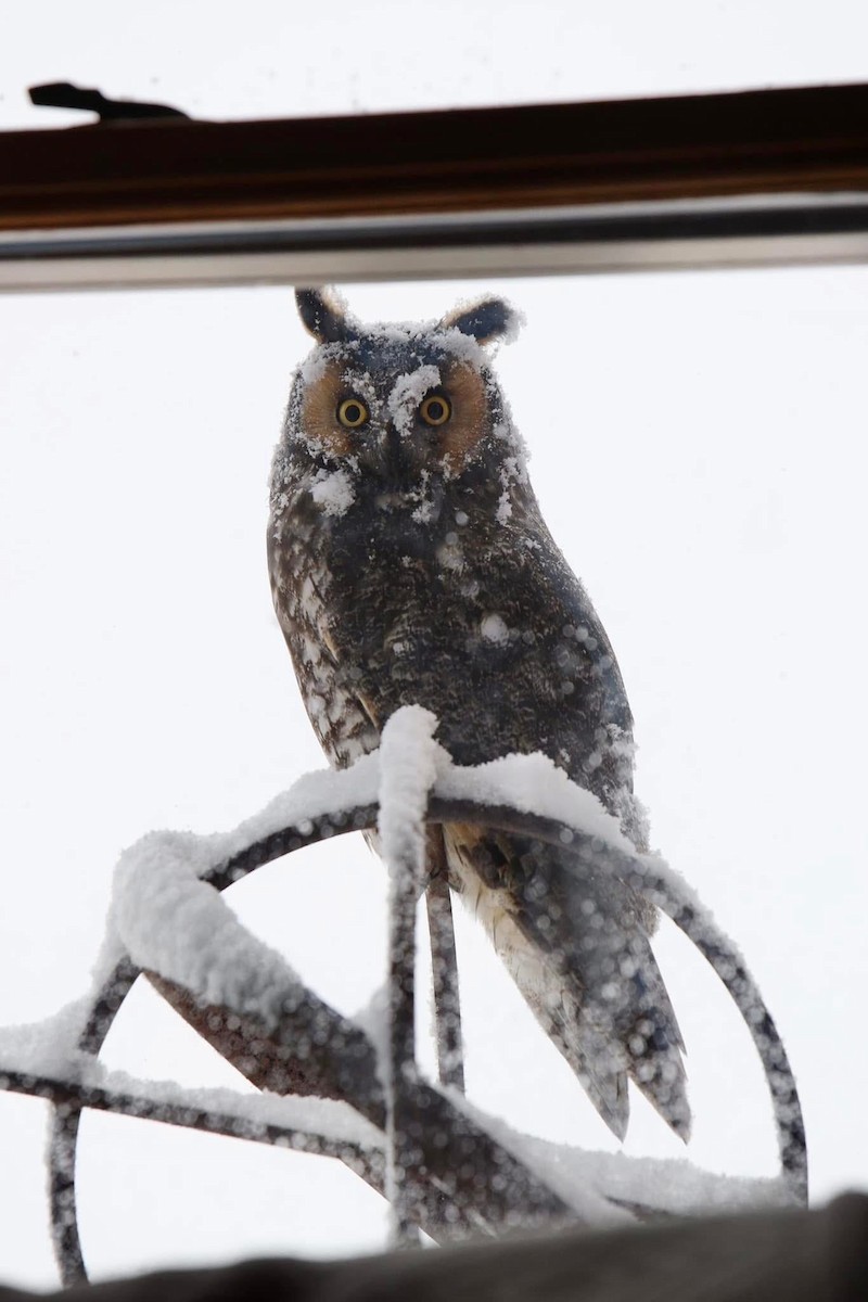 Long-eared Owl - ML627268465
